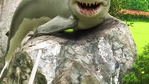 funny shark with this vídeo