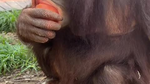 orangutans