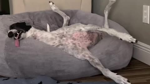 Relaxed dog