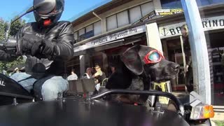 Biker dog riding shotgun in sidecar