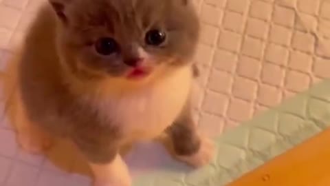 cute baby cats - cute cat video