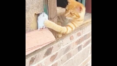 Funny Cat Comedy ,# wow cat comedy,# Beautiful cat comedy.