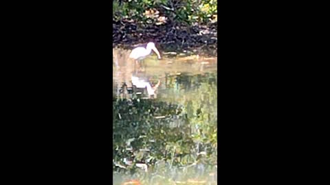 Bird escapes Gator