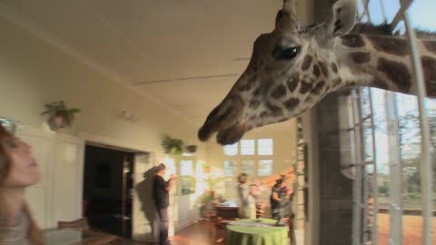 Giraffes stick their heads into the windows of an old mansion in Africa