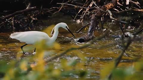 egret-bird-hunting-watford