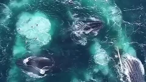 Whales sound's in sea