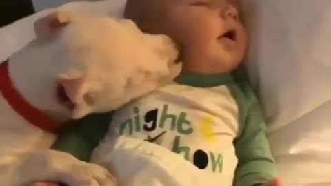 lovely dog kissing a baby