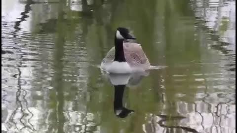 A magnificent duck swims .