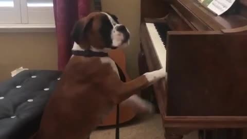 Spectacular boxer dog Archie playing piano like a pro!