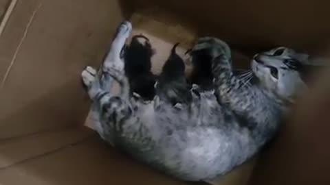 My kitten born quite 3 baby's secret hidden box