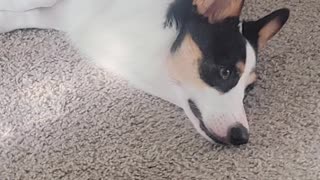 Corgi Puppy Laying Down