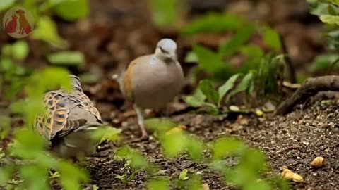 Learn about Adorable Animals : Cat, dog, duck, otter, cow, squirrel, otter - Animal Sounds