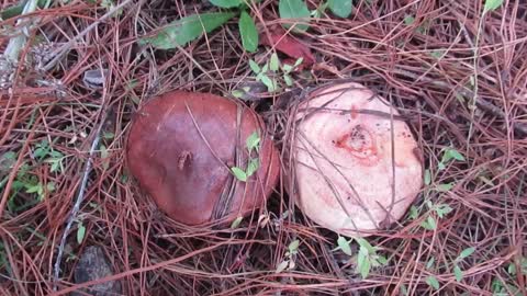 Slippery Jack & Saffron Milkcap