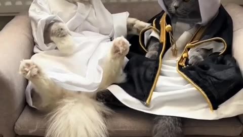 Cute Cats Dressed as Arabic Sheikhs! 🐱👳‍♂️