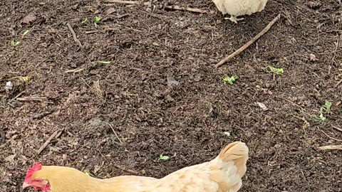 OMC! My hens being hens & Brownie makes a cameo! #hens #orpington #brownie #cameo #shorts #chickens