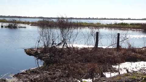 Emeralda Marsh Conservation Area - Gator Encounter