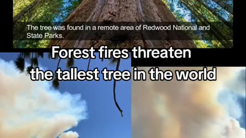 Forest Fires Threaten The Tallest Tree In The World