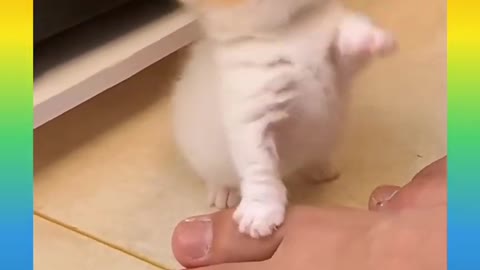 Baby cats- Cute And funny Cat videos pets kingdom