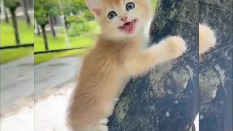 Little cute cat baby