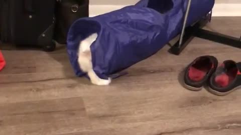 Cat hits ball through tunnel