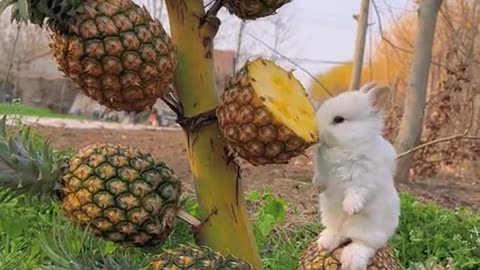 Make a pineapple tree for the little rabbit, may your life be tangy, sweet, and flavorful.