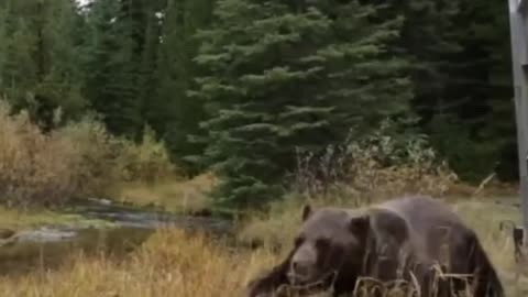 Bearly Believable Facts You Didn t Know! (Short)