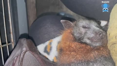 Juvenile flying-fox in care, day 2 this is Hunter..mp4