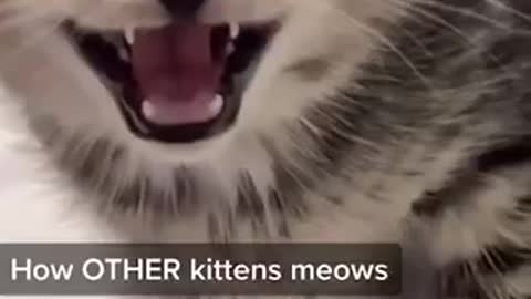 How other kitten moews😂