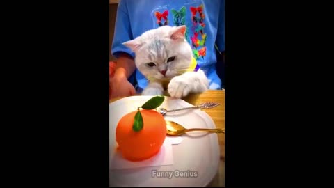 Lovely Cat Funny Cats | Funny Cat Videos