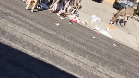 Wild Donkeys Make a Mess