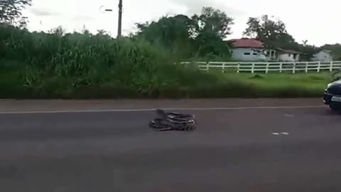 # Traffic halts as Giant Anaconda Crosses Road in Brazil Video Goes Viral GoViral