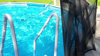 Puppy Learns How to Use a Pool Noodle