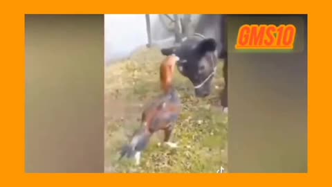 Funny video 🐄 cow and hen 🐓🐔