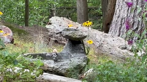 Chickadee taking a bath in a hand carved, stone fountain.