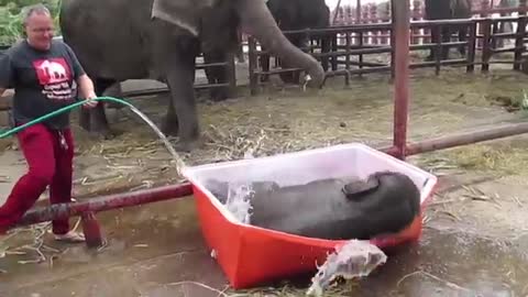 Baby Elephant Bathing 'Double trouble