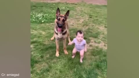 Having Protective Dogs are Awesome😄 Funny Dog and Human Video 2024