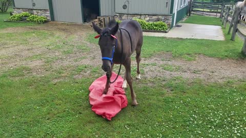 Spoons the orphaned foal plays with saddle cover with cute ears on