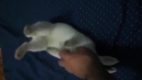 Making Rabbit Sleep Easy