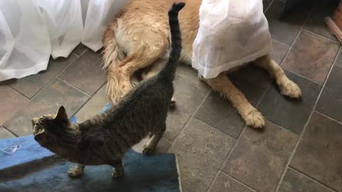 Cute dog playes hide and seek with cat