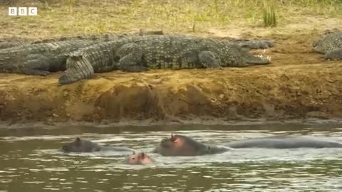 Hippos take on crocodiles for best sunbathing spot