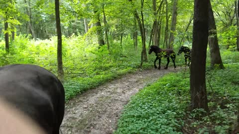 Colts join their Mommas on a trail ride