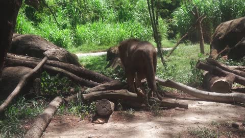 The Lion at the Forest