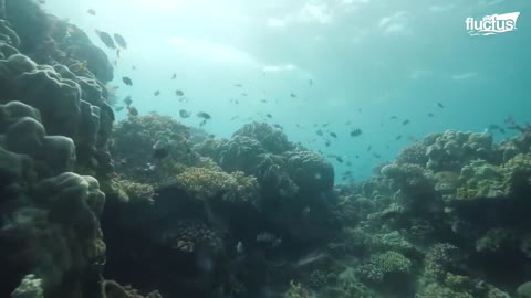 Cleaning billion-dollar underwater ships