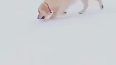 Watch a DOG skating in the snow like a PRO!!