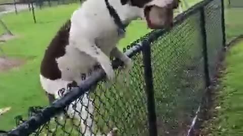 American dogs gets over excited