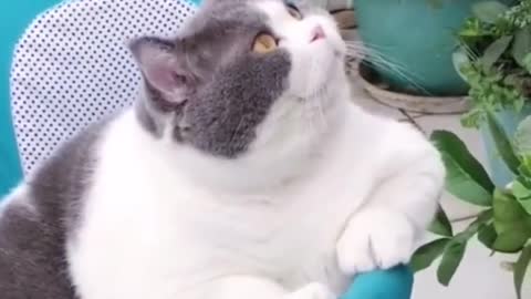 Fat cats funny videos