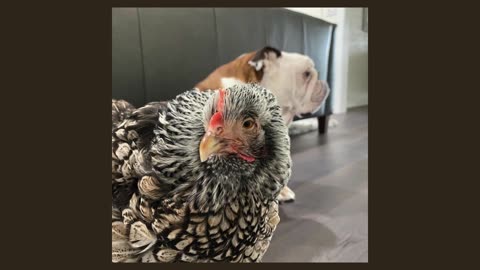 An Unlikely Duo: The Heartwarming Friendship Between a Bulldog and a Chicken #animallover #animals