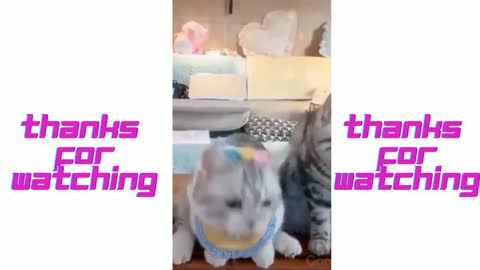 Cute Cats - Funny Cats