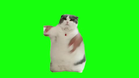 Cat Dancing to Wop | Green Screen