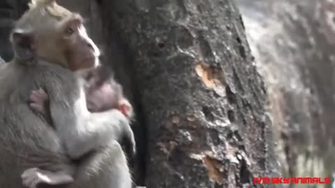 monkey mother protects child against Eagle hunting but .....